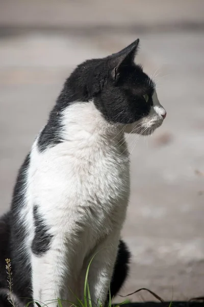 Portrait Chat Noir Blanc — Photo