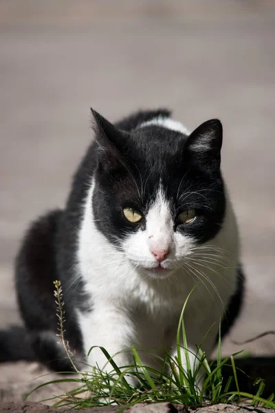Retrato Gato Preto Branco — Fotografia de Stock