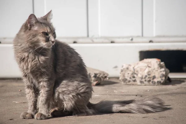 美丽的猫的肖像 — 图库照片