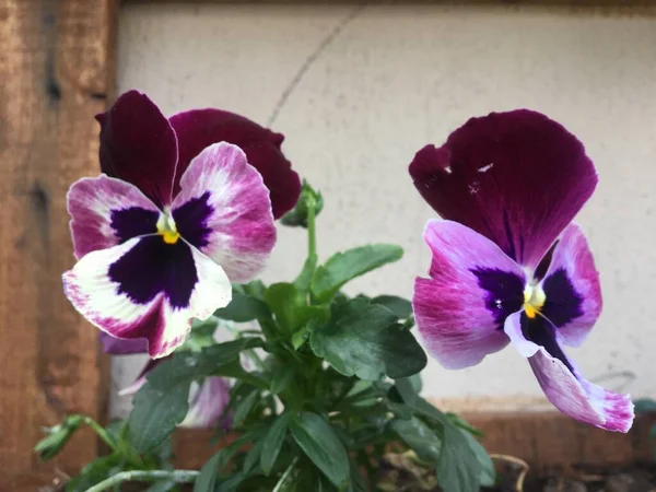 Schöne Lila Und Rosa Blumen Auf Der Fensterbank — Stockfoto