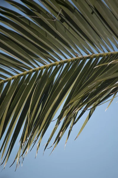 Fondo Naturaleza Hojas Palma Verde — Foto de Stock