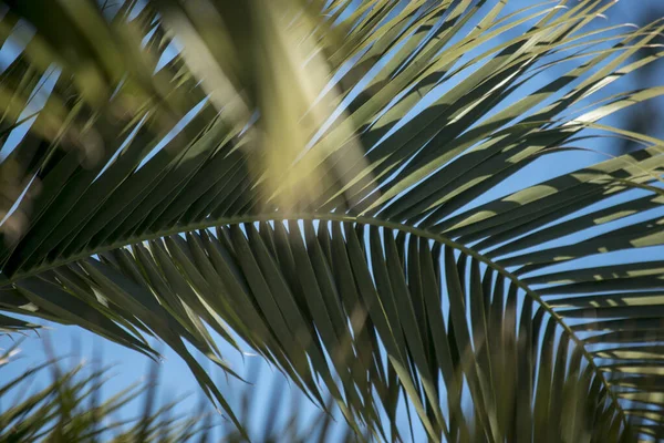 Green Palm Leaves Nature Background — Foto de Stock