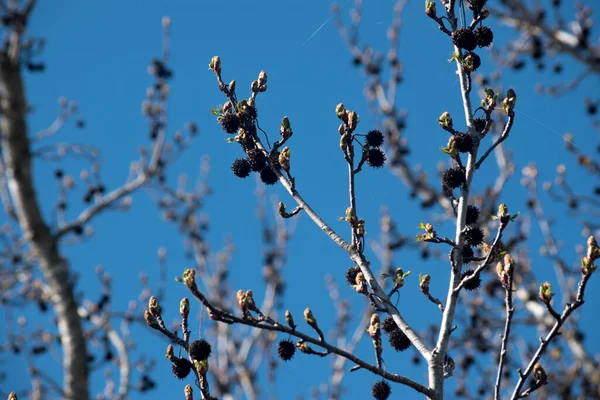 Closeup Seeds Sweetgum —  Fotos de Stock