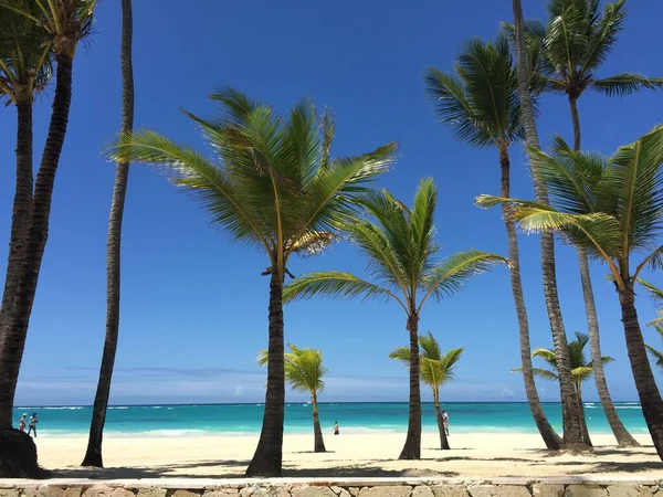 Natur Hintergrund Grüne Palmblätter — Stockfoto