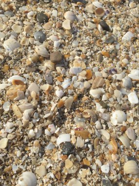 Kumdaki kabukların arkaplanı. Fotoğrafı kapat.