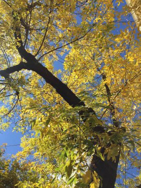 Sonbaharda bir ağacın sarı yaprakları