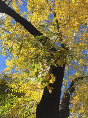 Sonbaharda bir ağacın sarı yaprakları