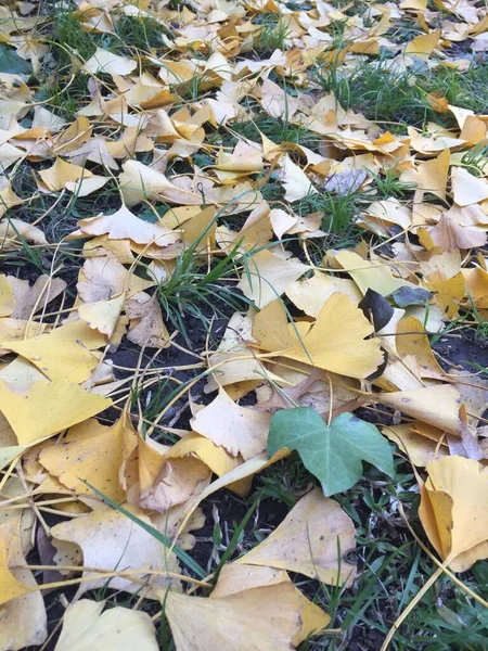 Folhas Amarelas Chão Paisagem Outono — Fotografia de Stock