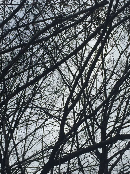 Wintertakken Van Een Boom Natuur Achtergrond — Stockfoto