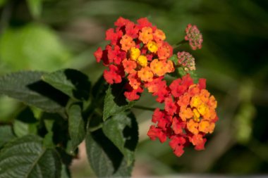 Lantana Camara 'nın kırmızı ve sarı çiçeği
