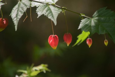 Yakın plan fotoğraf, kırmızı bir abutilon çiçeği.