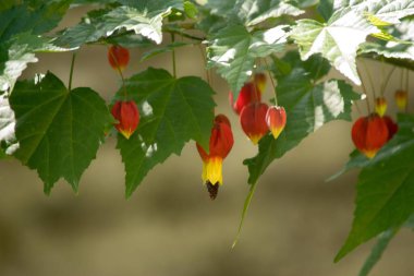 Yakın plan fotoğraf, kırmızı bir abutilon çiçeği.