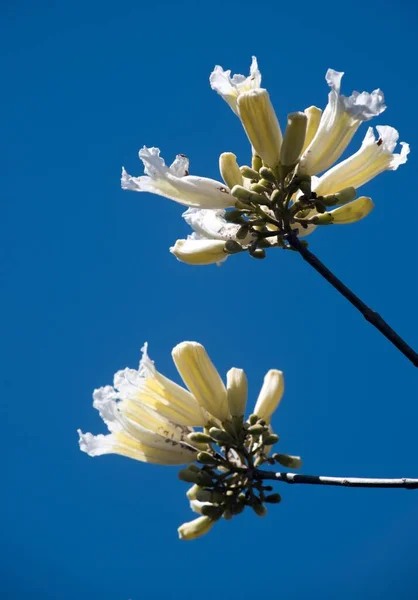 Flores Lapacho Branco — Fotografia de Stock