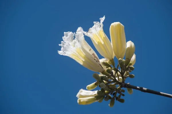 Květiny Bílého Lapacha — Stock fotografie