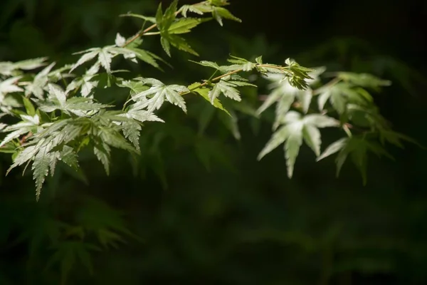 Green Leaves Acer Palmatum — Stock Photo, Image