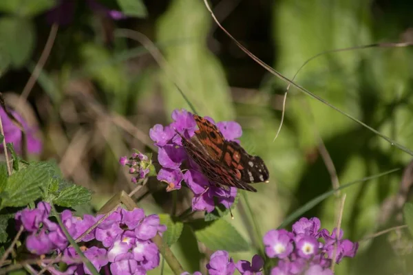 Бабочка Монарха Цветах Лантаны — стоковое фото