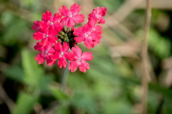 Glandularia Peruviana Vörös Virágai — Stock Fotó