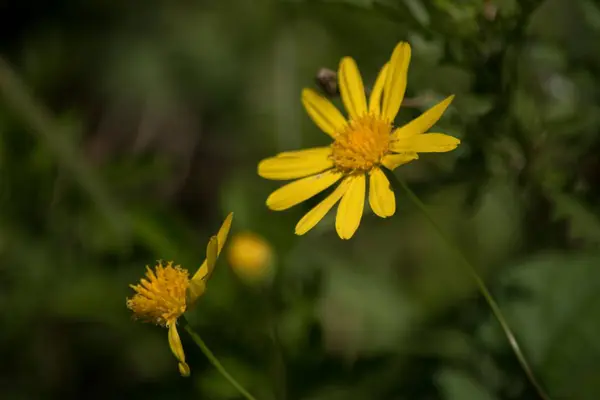 Closeup Photo Yellow Daisies — Zdjęcie stockowe