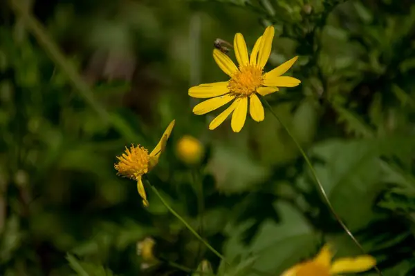 Closeup Photo Yellow Daisies — Foto Stock
