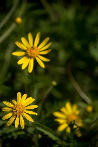 Closeup Photo Yellow Daisies — Stock Fotó