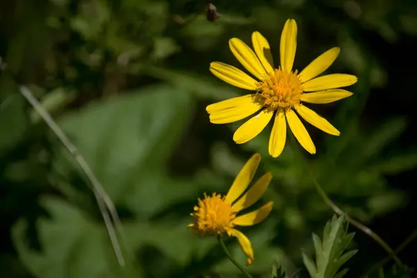 Closeup Photo Yellow Daisies — Zdjęcie stockowe