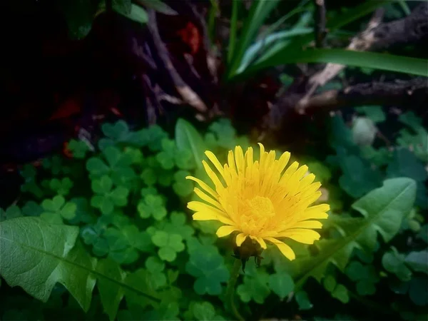 庭の黄色のタンポポ — ストック写真