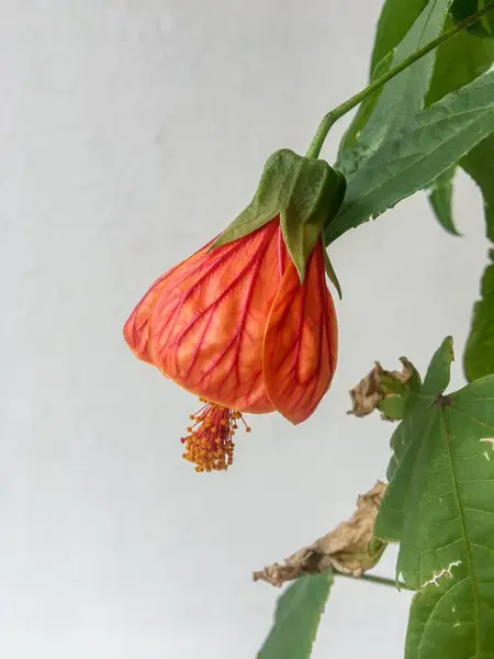 Gros Plan Une Fleur Abutilon Rouge — Photo