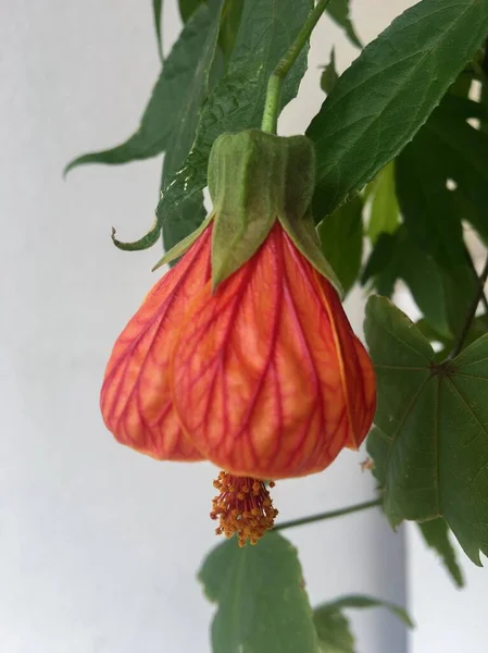 Gros Plan Une Fleur Abutilon Rouge — Photo