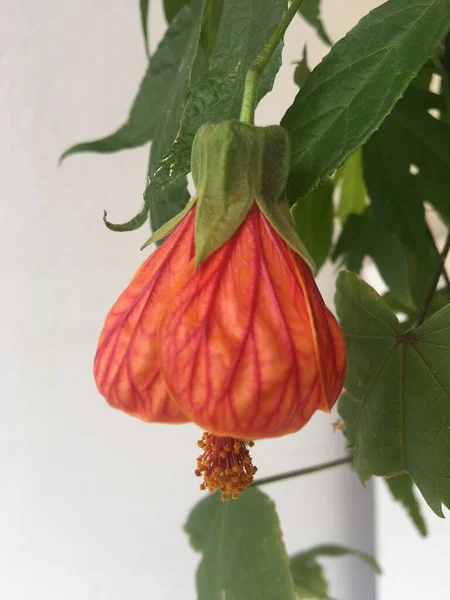 Nahaufnahme Einer Roten Abutilonblume — Stockfoto