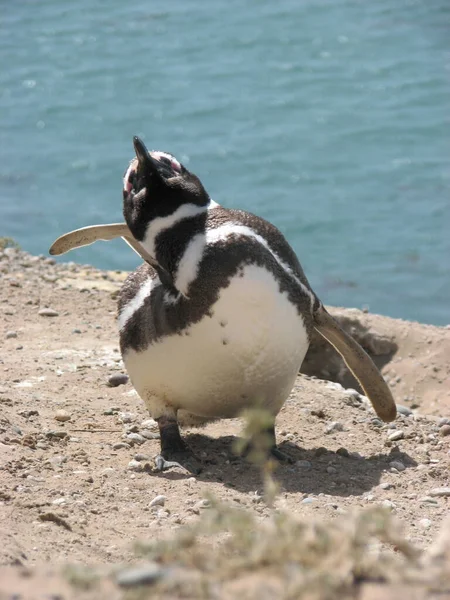 Close Ενός Πιγκουίνου Magellan Valdes Χερσονήσου Argentina — Φωτογραφία Αρχείου