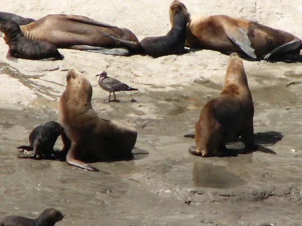 Otaries Sur Côte Atlantique Patagonie Argentine — Photo