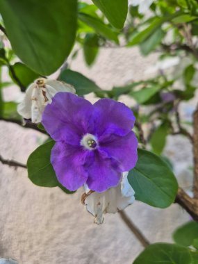 Çeşit çeşit yasemin kokulu çiçeğe yakın çekim