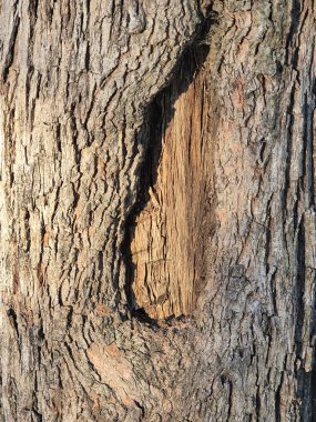 Ağaç kabuğunun dokusu