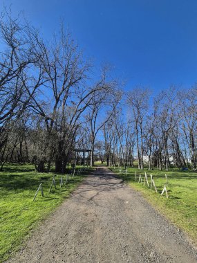 Kırsal yol kışın yapraksız ağaçlarla