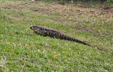 Entre Rios 'ta çimlerin üzerinde Tegu kertenkelesi