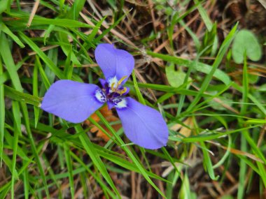 Üç Noktalı güzel çiçek (Herbertia lahue)