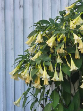 Bahçede açan Beyaz Meleğin Trompeti (Brugmansia) Çiçekler