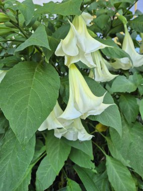 Bahçede açan Beyaz Meleğin Trompeti (Brugmansia) Çiçekler
