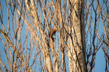 Kavak ağacının dallarının arasına tünemiş saklı kuş.