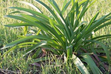 Çimenli bir alanda yemyeşil kayışlı yeşillik
