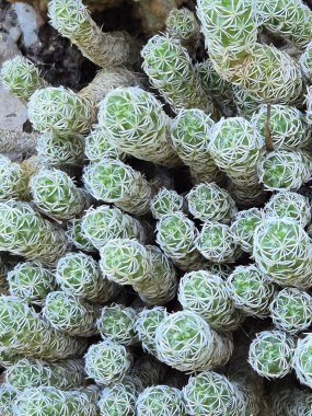 Yoğun Yüksük Kaktüs Kümesi