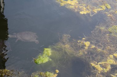 Küçük Kaplumbağa Bulanık Gölet Suyu Üst Görünümü 'nde Yüzüyor