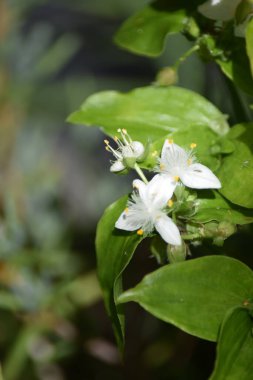 Yeşil Yapraklı Hassas Beyaz Çiçekler Gün Işığında
