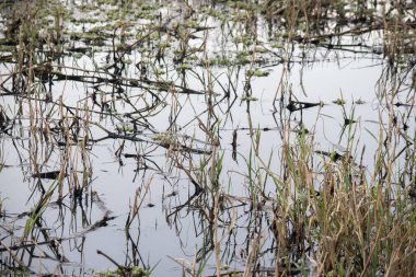 Puslu Bataklık Yansımaları: Durgun Suya Batmış Kökler