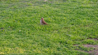 Kırmızımsı-Kahverengi Kuş Yeşil Çimen Tarlasında