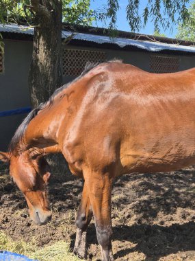 Çamurlu çayırda Güzel Kahverengi At Besleme