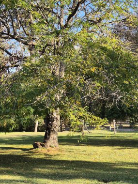 Large deciduous tree in green field during autumn afternoon