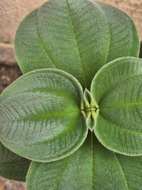 Bulanık Yeşil Yapraklar Botanik Yakın Çekim