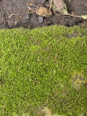 Taş yüzeyde Yeşil Yosun dokusu