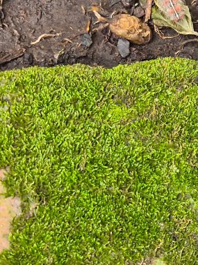 Taş yüzeyde Yeşil Yosun dokusu